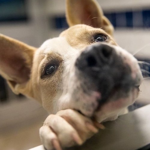 shelterpetproject: On her way out the door at the shelter, phoDOGrapher