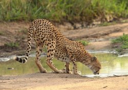cute-dangerous:  Drinking Cheetah