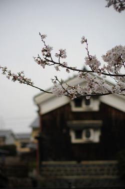 collectorandco:  cherry & storehouse / yuuukiii / flickr