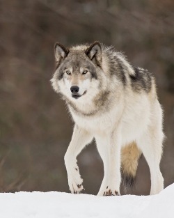 wolveswolves:  By Maxime Riendeau  