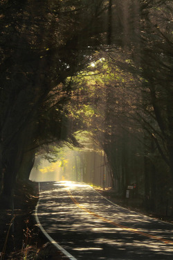 mystic-revelations:  Magic tunnel By bun lee