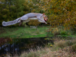  “Walking gets too boring when you learn how to fly.” — Shakira   (Eastern Grey Squirrel)