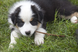 All Australian Shepherds, All the Time