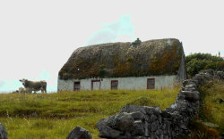 pagewoman:  Cottage and Cow, Inishmore (   Inis Mór ), Isles