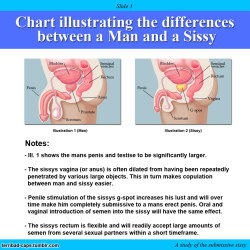 SISSY ANATOMY