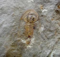 amnhnyc:  Trilobites first appeared in the ancient seas approximately