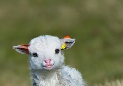please-promise-youll-remember-me:  Baby animals!!!