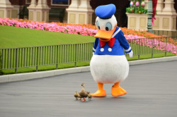 tinkeperi:  Disney Parks: Donald and the duckies:) 