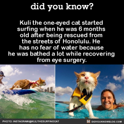 1petulantkitten: naamahdarling:  did-you-kno:  Kuli the one-eyed