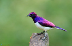 fat-birds:  Violet Backed Starling by LawrenceNeo on Flickr.