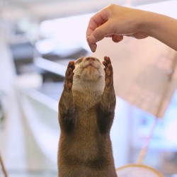 dailyotter:  Otter Reaches Up for a Fishy Treat Via Beginners’