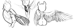 wing/pegasi practice