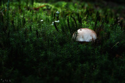 natural-magics:  by a└3 X