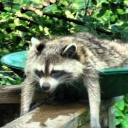 I feel ya my dude! #heat #hot #funny #coolin #whew #raccoon