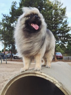 awwww-cute:My Keeshond is king of the dog park