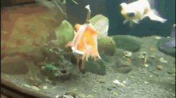 felicefawn:  “Disabled goldfish gets harness to help her stay