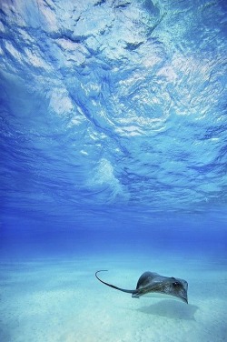 wolverxne:   Lone Stingray - by: (M Swiet Productions) 