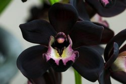  Very rare - black orchid or Cymbidium Kiwi Midnight. 