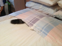 mylittlefurballs:  She thinks we can’t see her. 
