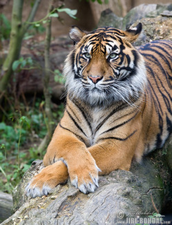 beauty-rendezvous:    Sumatran tiger    
