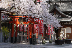 minuga-hana:  神社の春 by Eiki Yasuda  