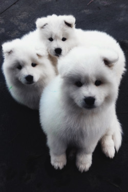 envyavenue:  Fluffy, White Samoyeds. 