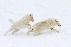 wolvenrealm:  Wolf Photography by Jim Cummings [500px] 
