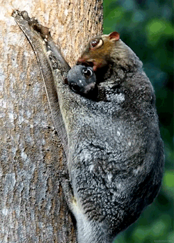 biomorphosis:  Colugos are little-known, forest-dwelling animals