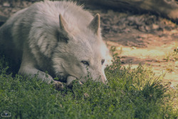 her-wolf:   Lone Wolf by  Sriram BV  