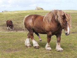 megahorsefreak:  Was für ein Gerät 