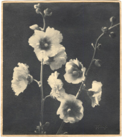 sumi-no-neko:    Yukio Takagi - Untitled (floral still life),