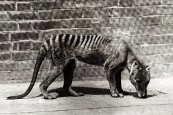 morrioghainworld:#tasmanianwolf #spiritanimal #thylacine