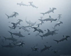 Off to school (Hammerhead Sharks)