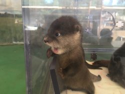 awwww-cute: Baby otter sees somethinh (Source: http://ift.tt/2l8iXU5)
