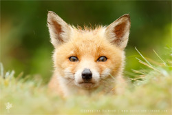 Bad Fur Day - Young Fox Cub by thrumyeye 