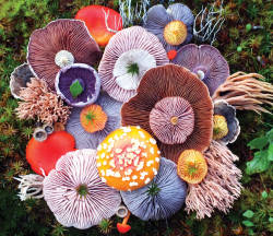 voiceofnature:  Mushroom landart by Jill Bliss   