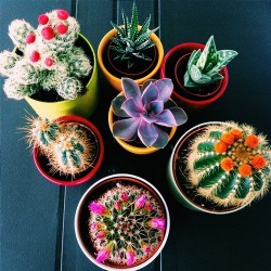 i-love-cactus:  I ❤️🌵