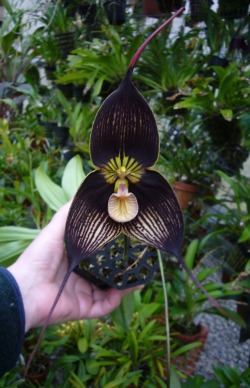 orchid-a-day:  Dracula vampiraSyn.: Masdevallia vampiraOctober