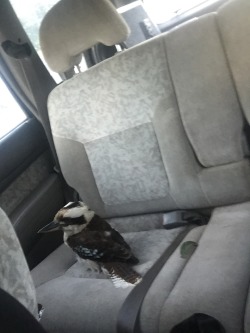 bolto:  labgnome:  bolto:  my brother just helped a kookaburra