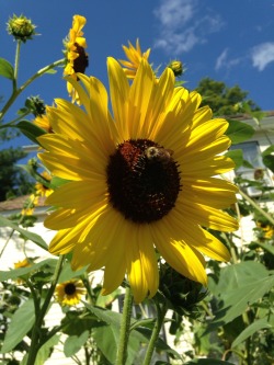 sunraysparkles:  Little bumble bees chillin’ on sunflowers