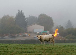 Natural gas &hellip; harness renewable energy!