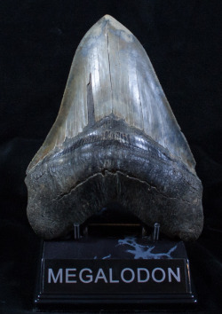 fossilera:  Some more high quality Megalodon teeth that arrived