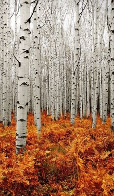 lamptower:  autumn birch, lovely colors 