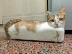 tastefullyoffensive:  Further proof that cats are liquid. (via