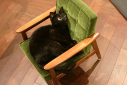 kinaco-cat: こども用ソファで猫じゃらししてたら、とんでもない瞬間が撮れてしまった。ポーズもすごいがアニメみたいな顔になってる…。