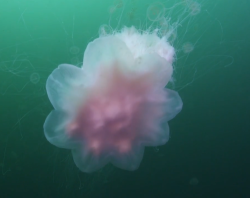 mazzystardust:  Lion’s mane jellyfish (Cyanea capillata)