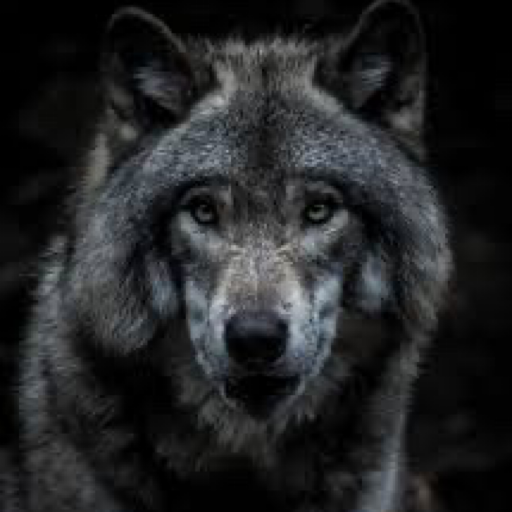 irishwolf5: