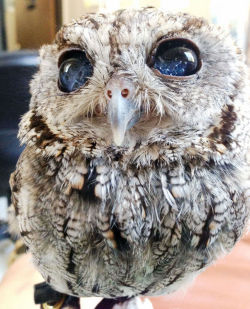 sixpenceee: This is Zeus. He is a blind owl but still amazes