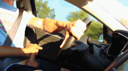 bestoftheboys:  Being jerked off while driving is not nearly