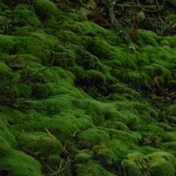 aetheric-aesthetic:  All of the Moss (2)  June, 2014 